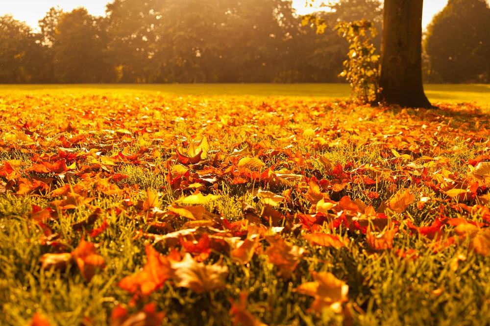 Orange colored leaves in fall season