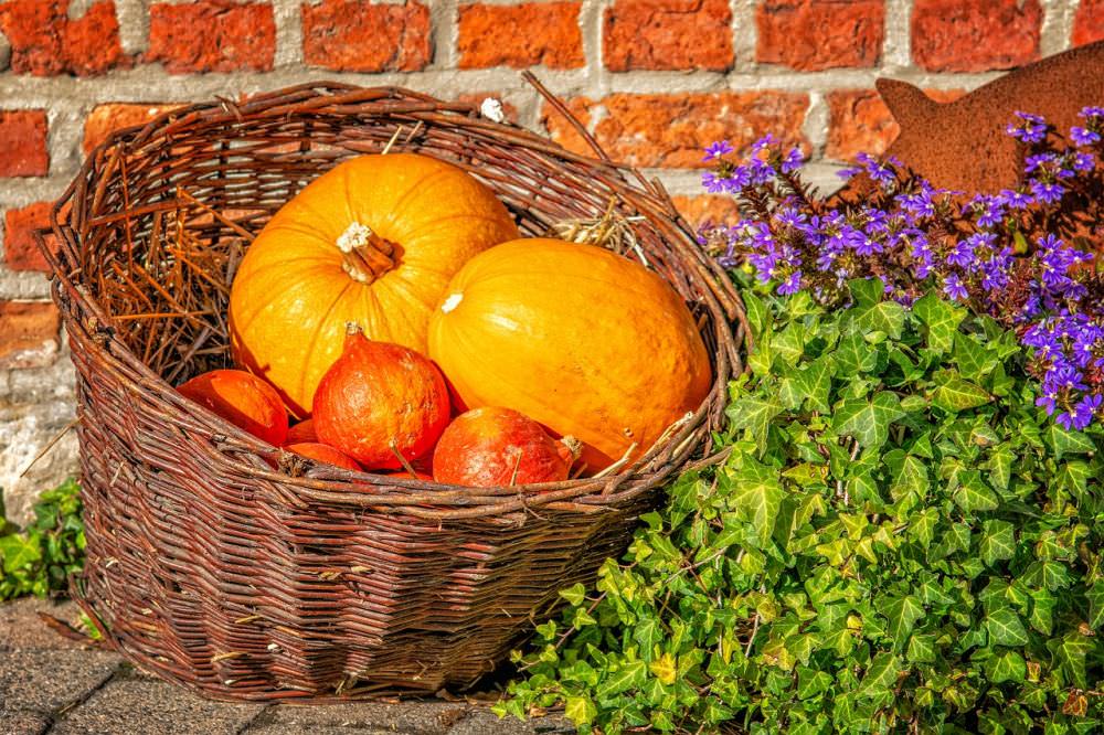 pumpkins and other fruits of autumn 