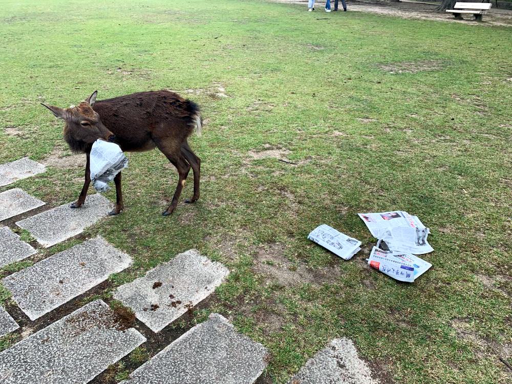 Deer-friendly-edible-paper-bags-in-japan_1