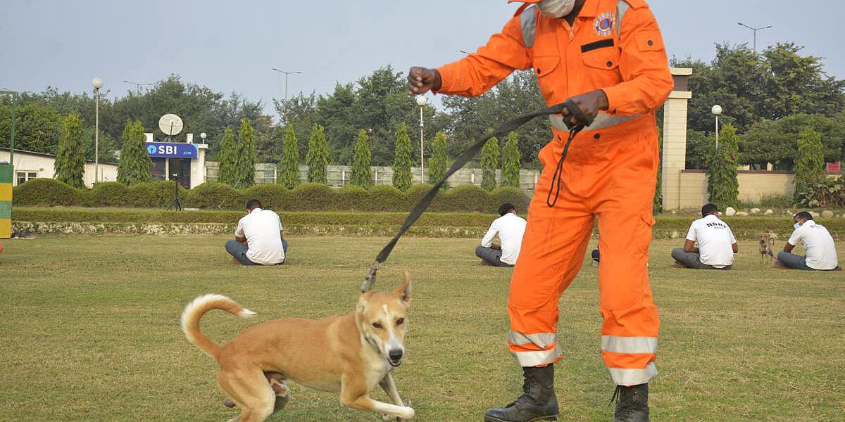 stray-dogs-NDRF