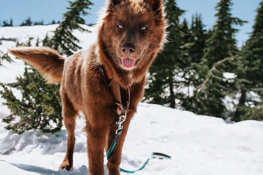 Chocolate Brown Siberian Husky Quoi