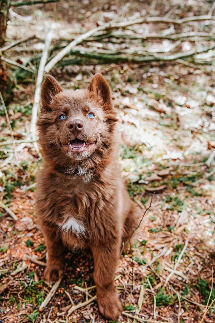 Chocolate Brown Siberian Husky Quoi face