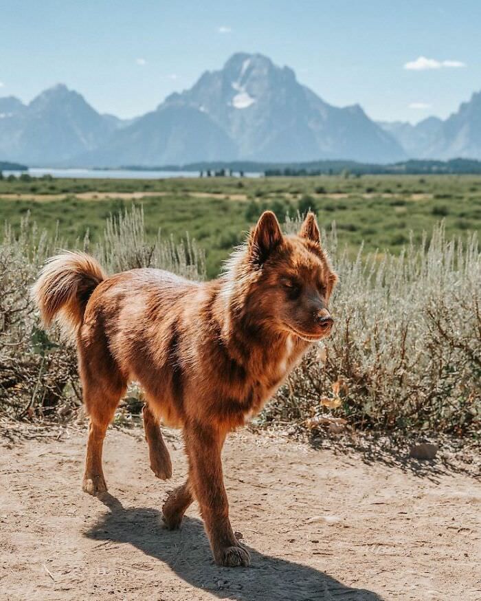 Chocolate brown color Siberian Husky walking with eyes closed 