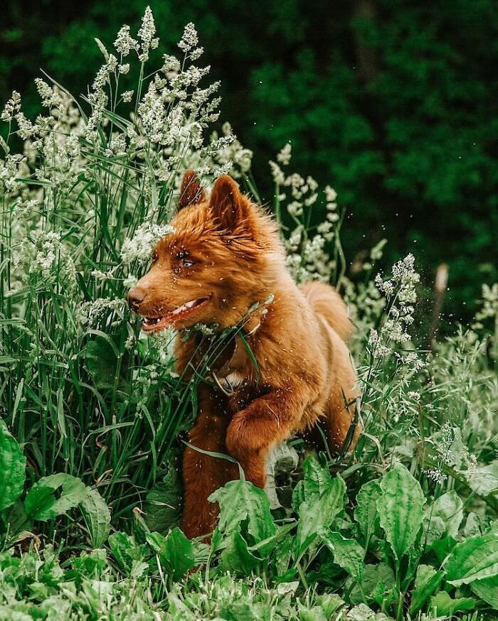 Chocolate Brown Siberian Husky Quoi walking in grass 