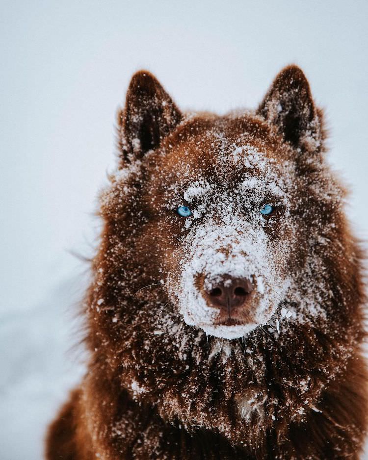 Chocolate Brown Siberian Husky Quoi