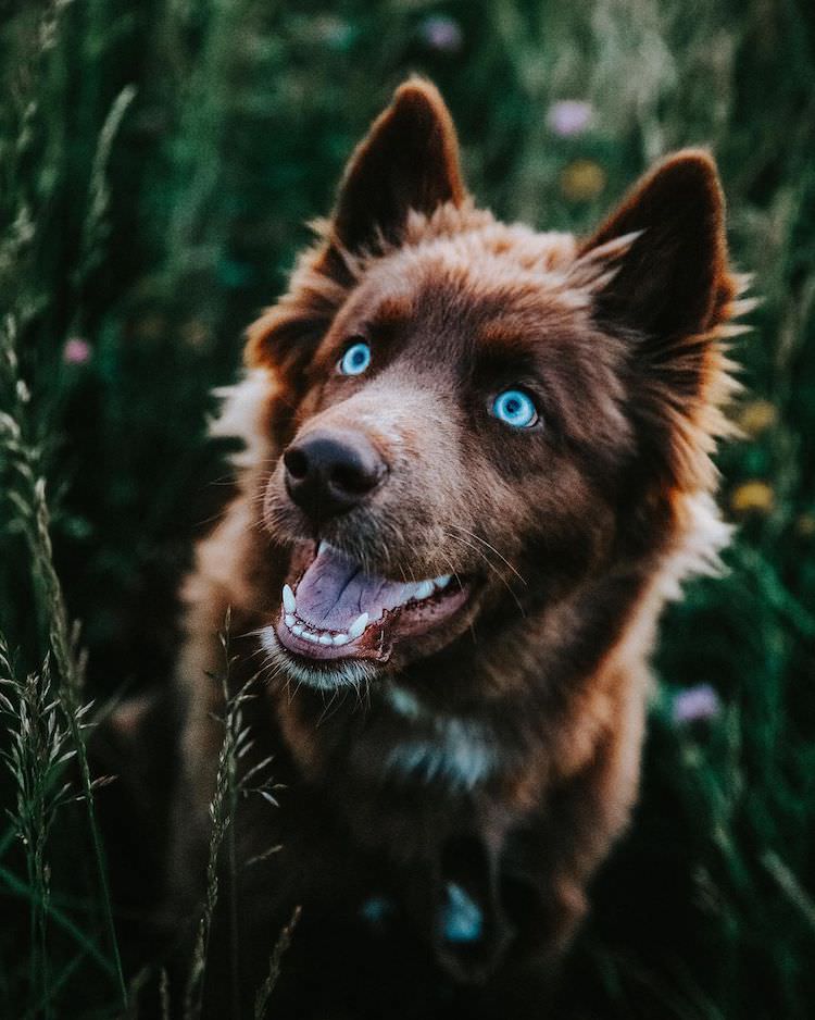 Chocolate Brown Siberian Husky Quoi