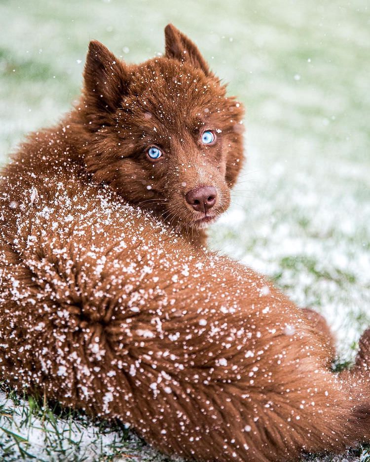 Chocolate Brown Siberian Husky Quoi