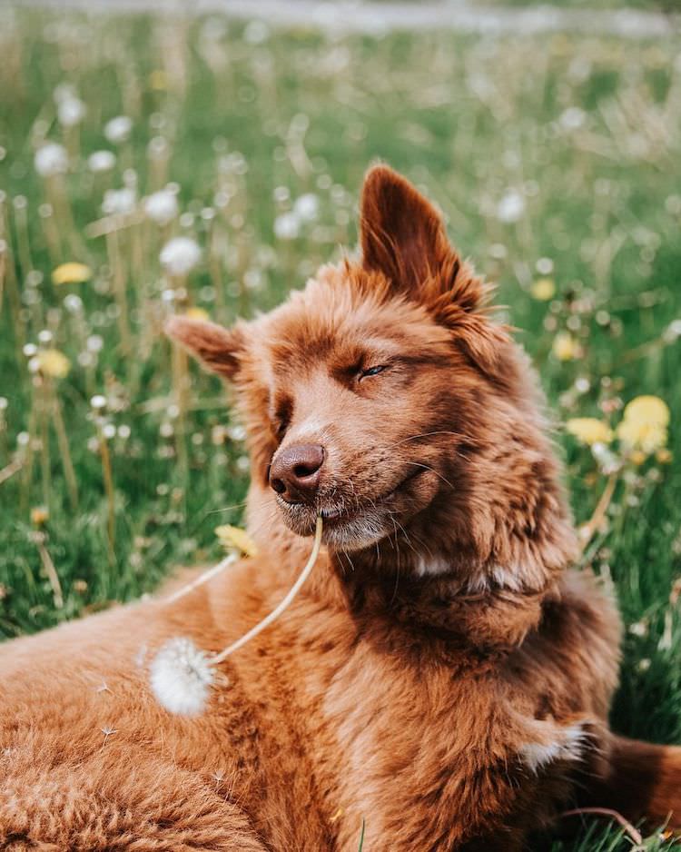 Chocolate Brown Siberian Husky Quoi