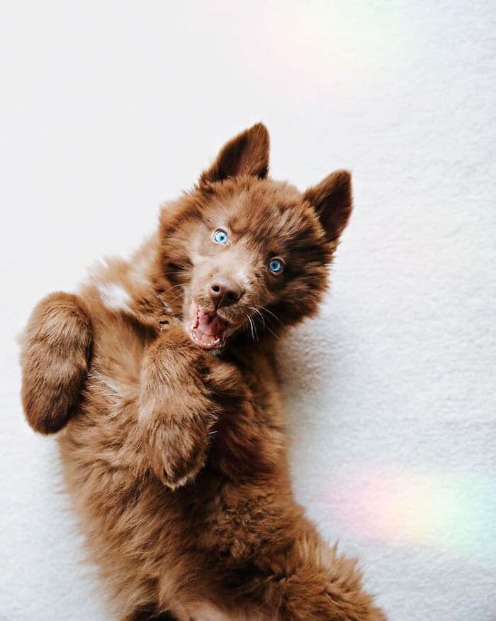 Chocolate Brown Siberian Husky Quoi