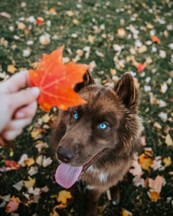 Chocolate Brown Siberian Husky Quoi