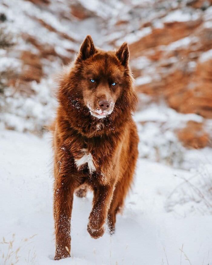 blue eyed brown husky