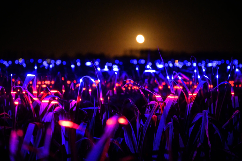 Dutch Artist LED lights GROW project
