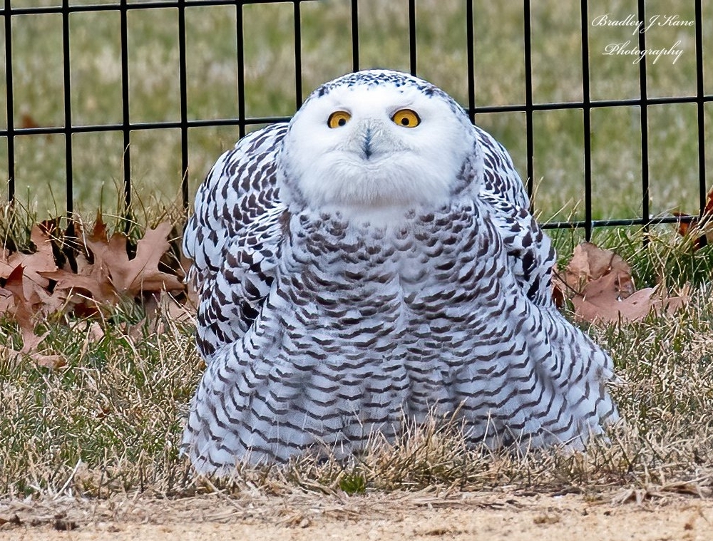 Snowy Owl in NYC’s Central Park