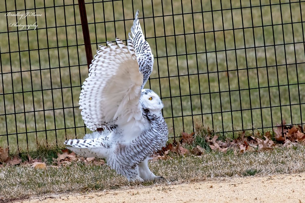 Exotic Snowy Owl Sighted In NYC’s Central Park After 130 Years