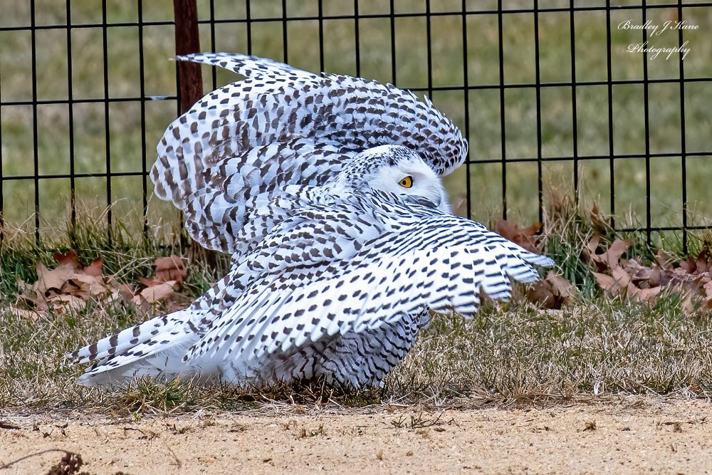 Snowy Owl landing at New york central park