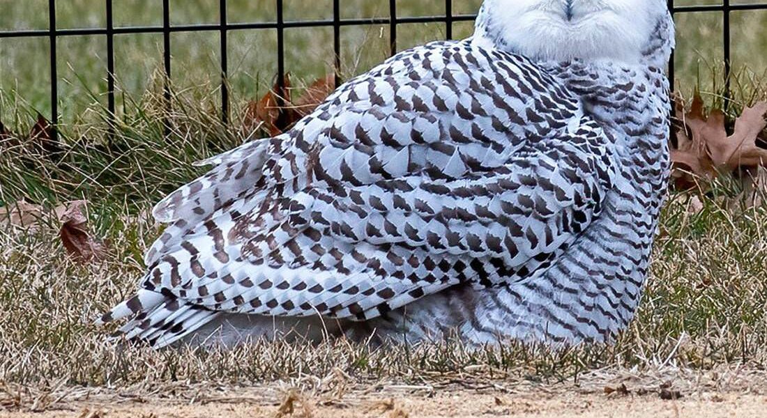 Snowy-owl-in-Central-Park