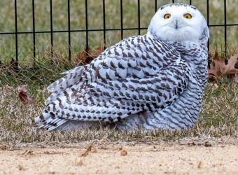 Snowy-owl-in-Central-Park
