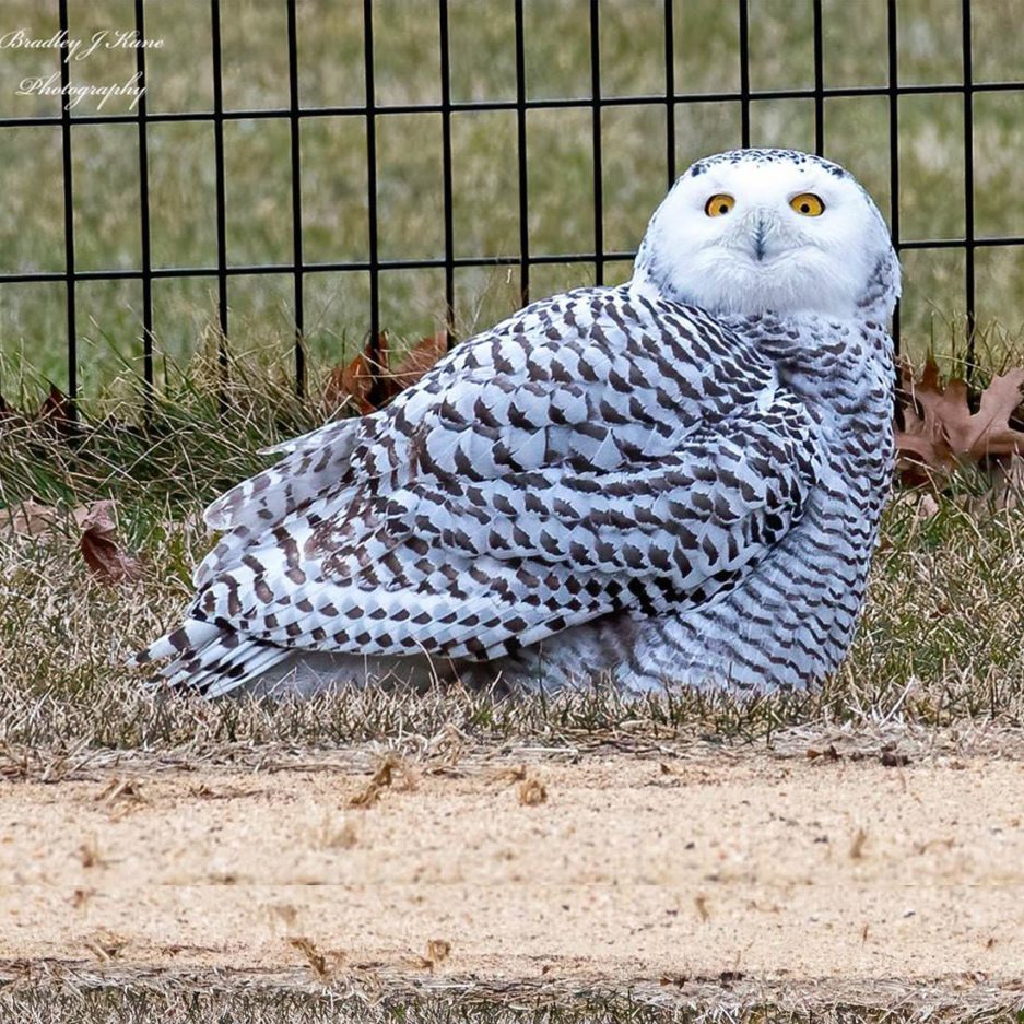 Snowy-owl-in-Central-Park