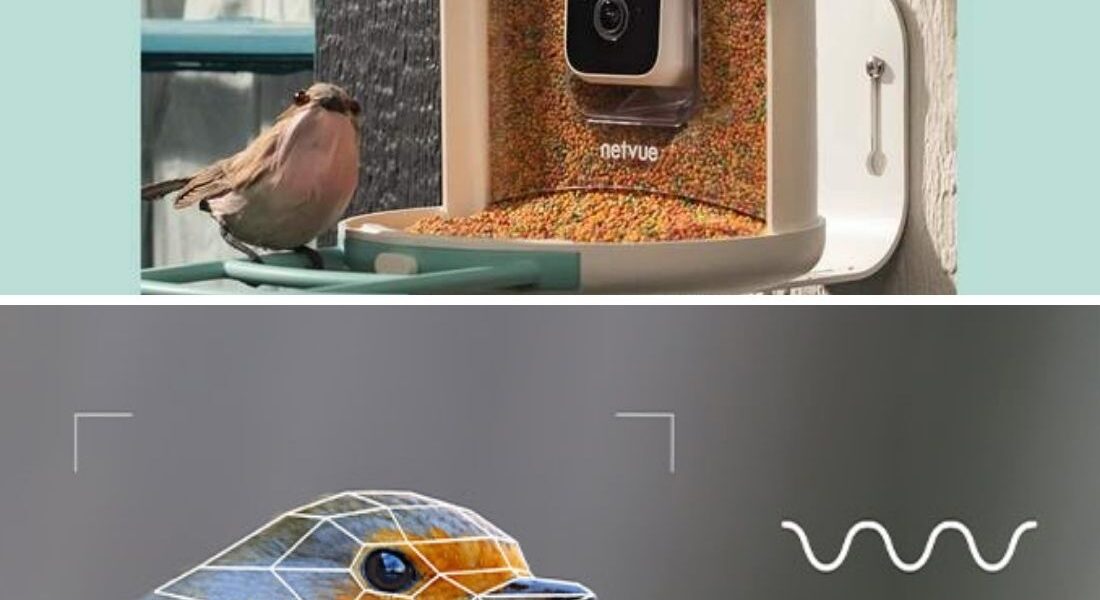 Netvue Birdfy Bird Feeder AI Camera Identifies Over 6K Birds Species