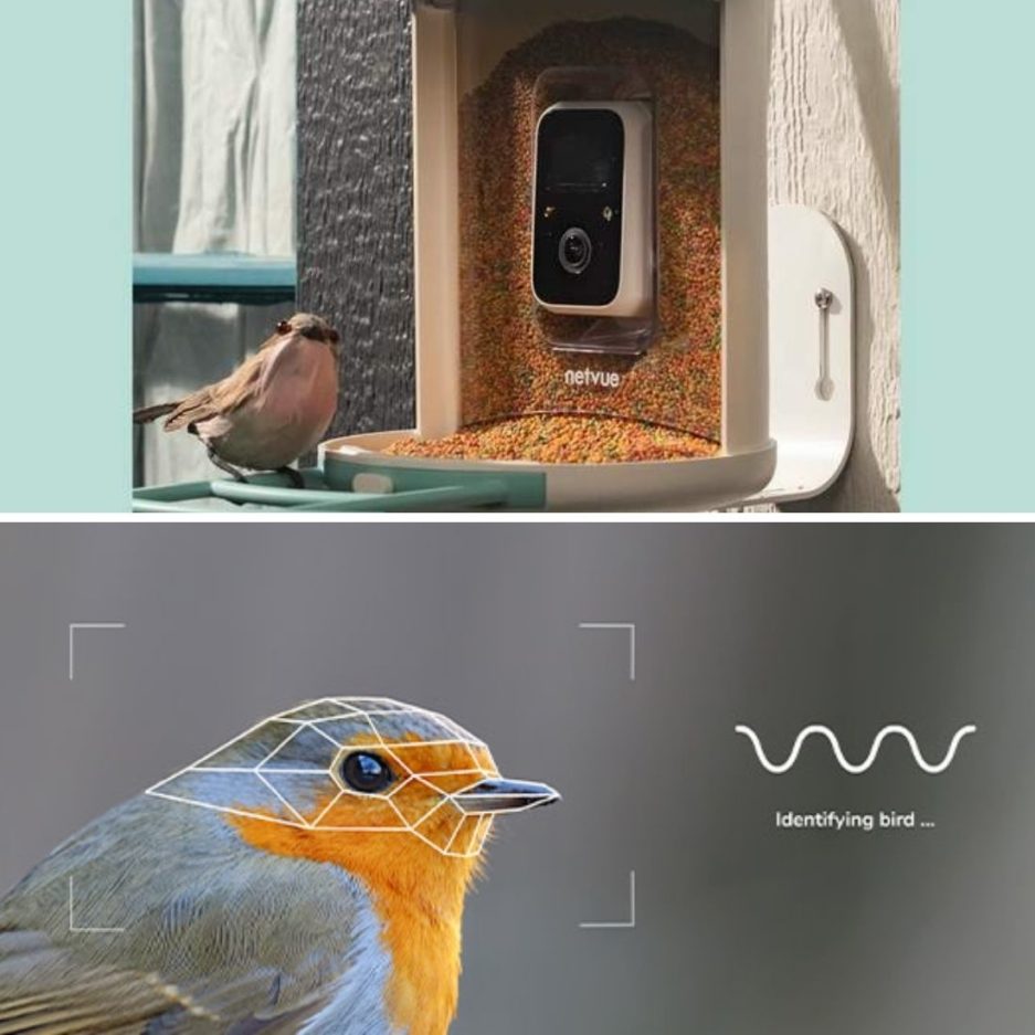 Netvue Birdfy Bird Feeder AI Camera Identifies Over 6K Birds Species