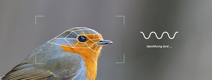 Netvue Birdfy Bird Feeder AI Camera identifying a bird